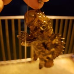 久しぶりの明石