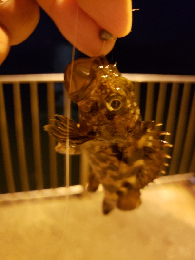 久しぶりの明石