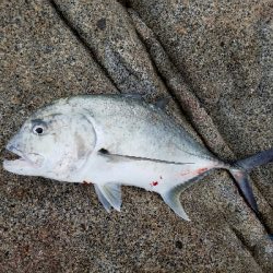 エバ、ヒラマサ、シイラ