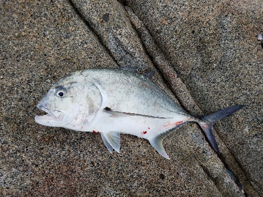 エバ、ヒラマサ、シイラ