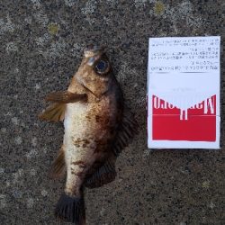 メバリング・ロックフィッシュ
