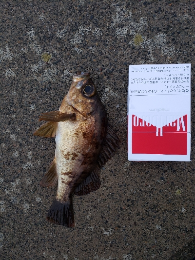 メバリング・ロックフィッシュ