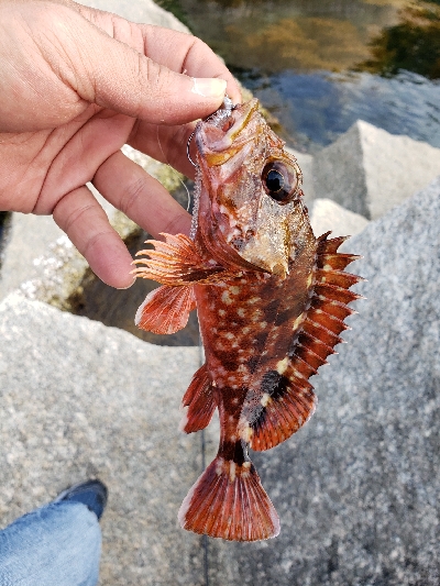 デイロックフィッシング