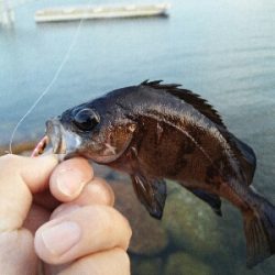 2019年5月15日釣行in伊崎漁港界隈