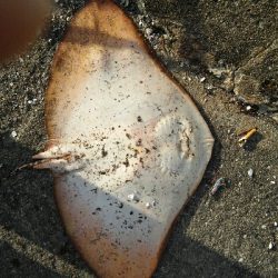 2019年5月29日釣行in箱崎ふ頭