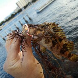 2019年5月28日釣行in伊崎漁港界隈