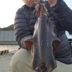 アオリイカ 浮き釣り
