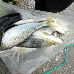 アジが釣りたかった！