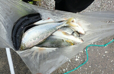 アジが釣りたかった!