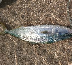 初のゴムボート