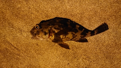 またスズキ不発