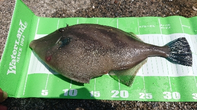 イワシとスズキがいっぱい