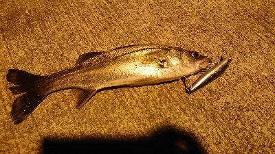 セイゴがいっぱいいましたー