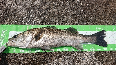 スズキいただきー！