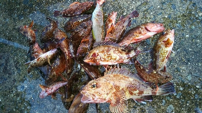 今年度初キュウセン