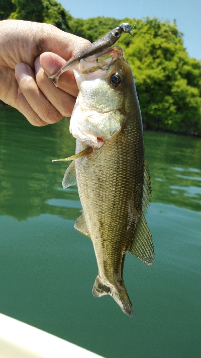 逃した魚は大きかった。。。