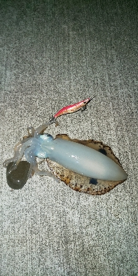 初アオリイカ げっと