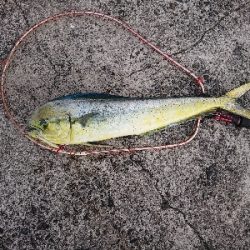 魚暑    魚署  マヒマヒ