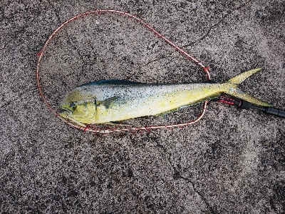 魚暑    魚署  マヒマヒ