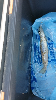 久しぶりにキス釣り