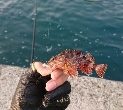 一文字突堤にて