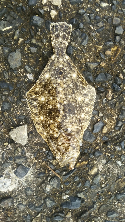 ヒラメ カレイ？エイ？