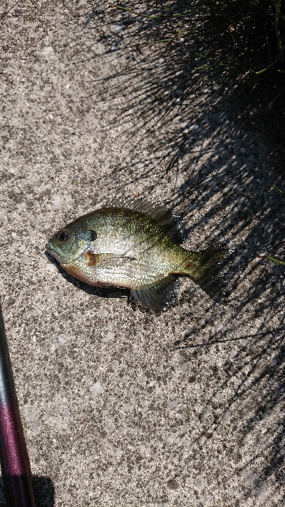 物部川 杉田ダム周辺 ギル釣り