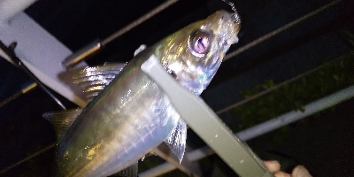 楽しいアジング