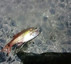 北浜小学校裏にて