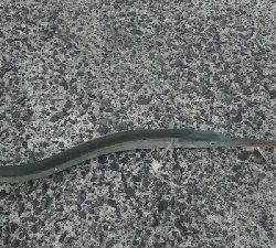 シーバス釣りたかったが