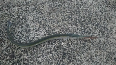 シーバス釣りたかったが