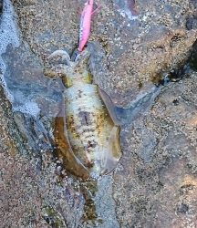 エギング釣行その37