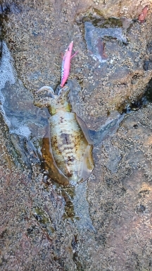 エギング釣行その37