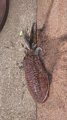 メバリング＆エギング