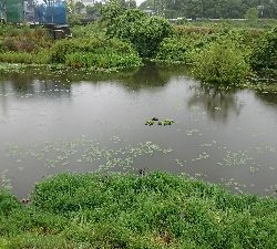 石土池 ライギョ