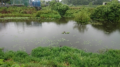 石土池 ライギョ