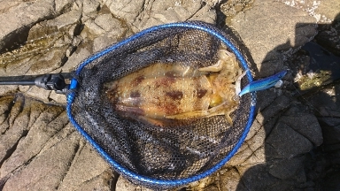 久しぶりのエギング釣行！