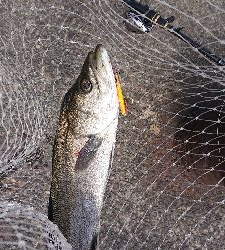 やっと停泊船ゲームだよ