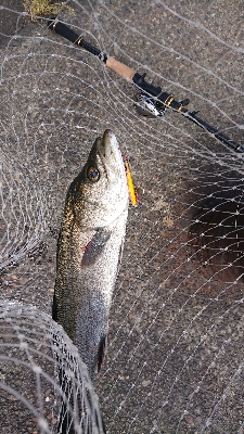 やっと停泊船ゲームだよ