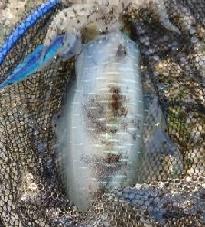 エギング釣行 その38