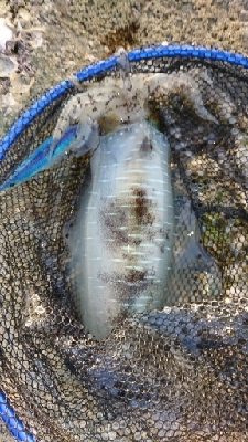 エギング釣行 その38