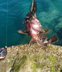 エギング釣行のハズが…