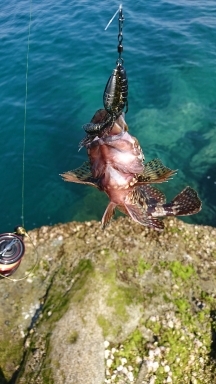 エギング釣行のハズが…