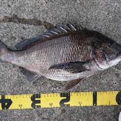 久しぶりの釣果です