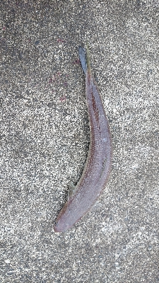 エソは裏切りません。