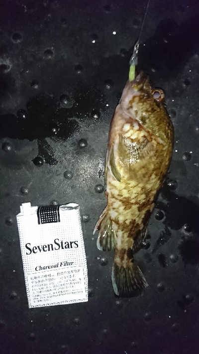 今日もガシガシ