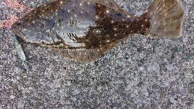 ヒラメ