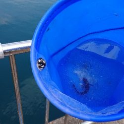 敦賀新港 サビキ偵察！