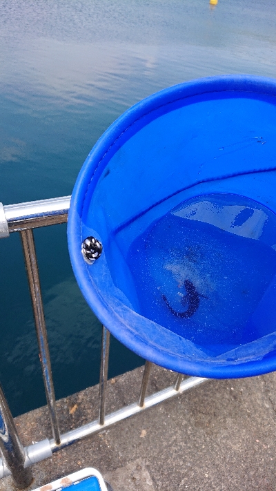 敦賀新港 サビキ偵察！