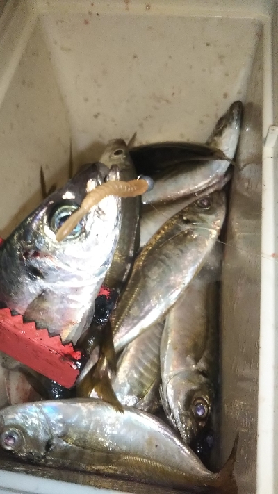 もぅアジ爆釣❗️…